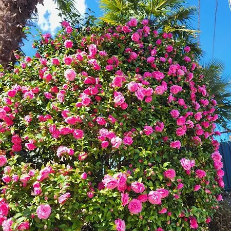 Casa Delle Azalee * 格拉韦洛纳托切